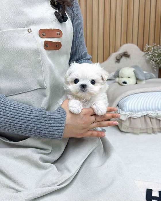 Bichon mini toy maltez toy