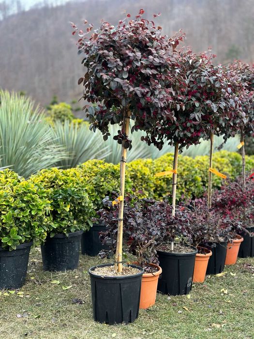 Plante ornamentale pentru grădini verzi și relaxante