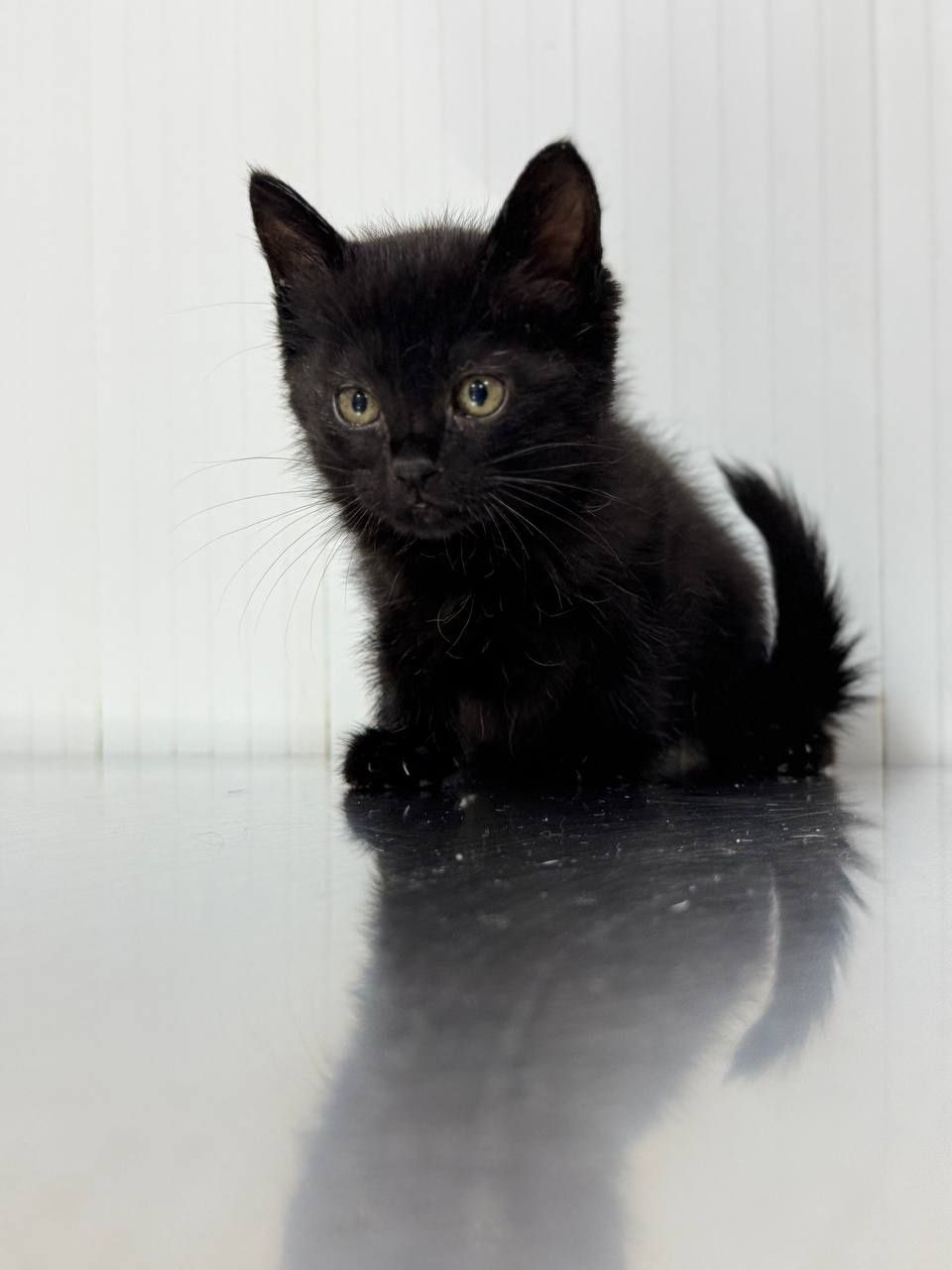котята в хорошие руки