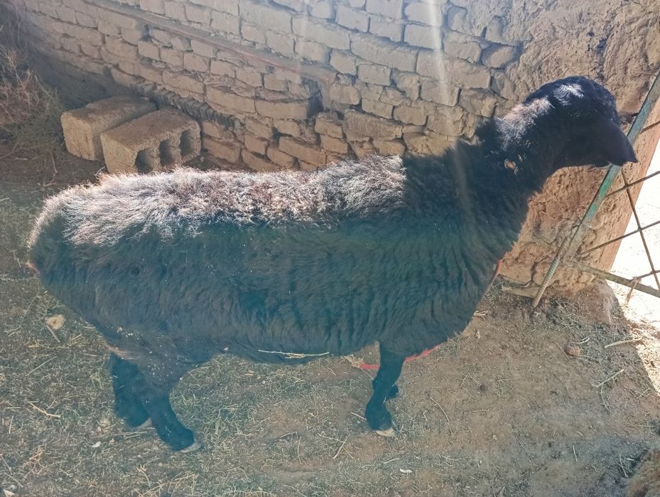 Сотилади 2та куй бугоз 1та кучкор