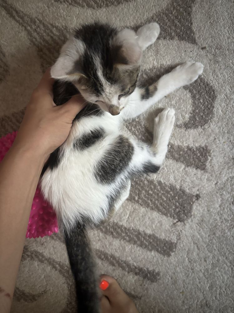 Домашние котята в добрые руки