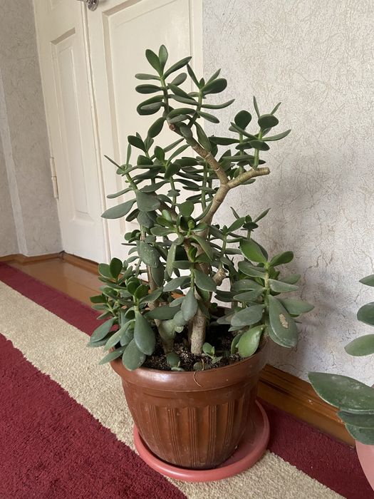 Толстянка  в больших горшках    Здоровые