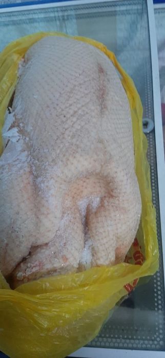 Продаются домашние гуси