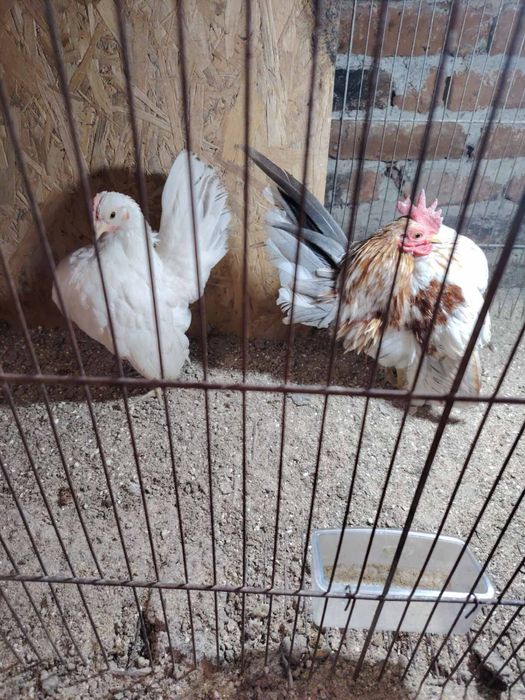 Серама - едногодишен чифт