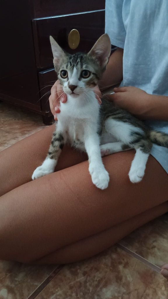 Donez pisicuți drăgălași și curați