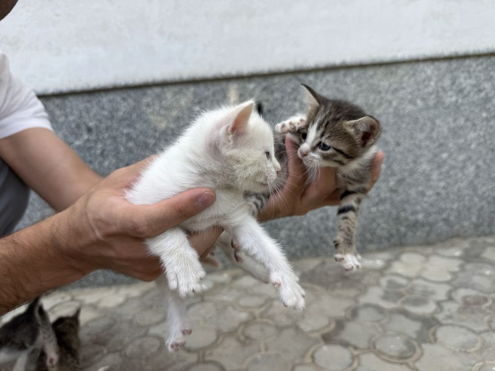 Отдам котят в хорошие руки