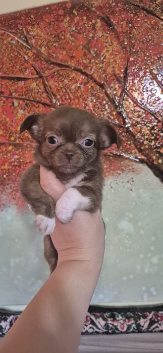 Chihuahua fetita maro