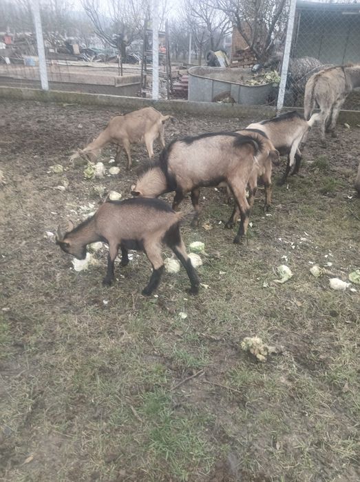 Vând turmă capre cu iezi și țap