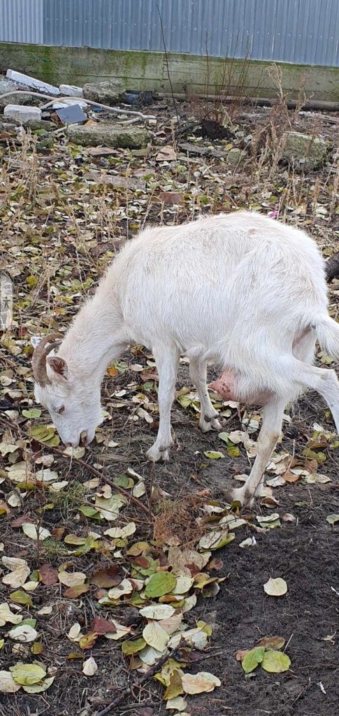 De vânzare o edița și o capre din rasa Saanen  capre este cu lapte pen