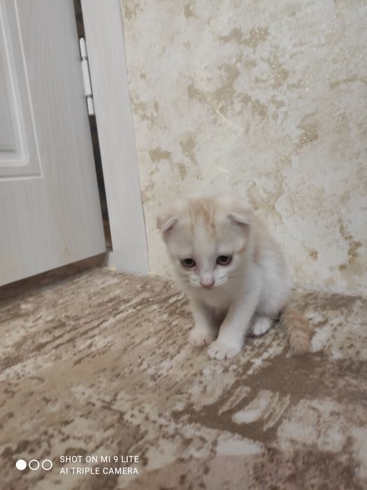 Мушукча огил бола скотиш фолд