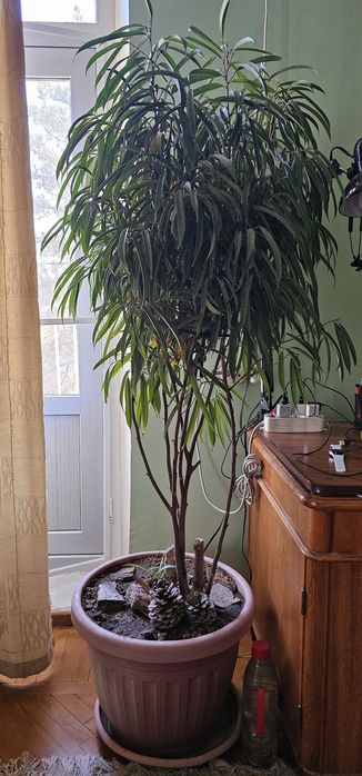 Бугенвиллия Красная и денежняя дерево