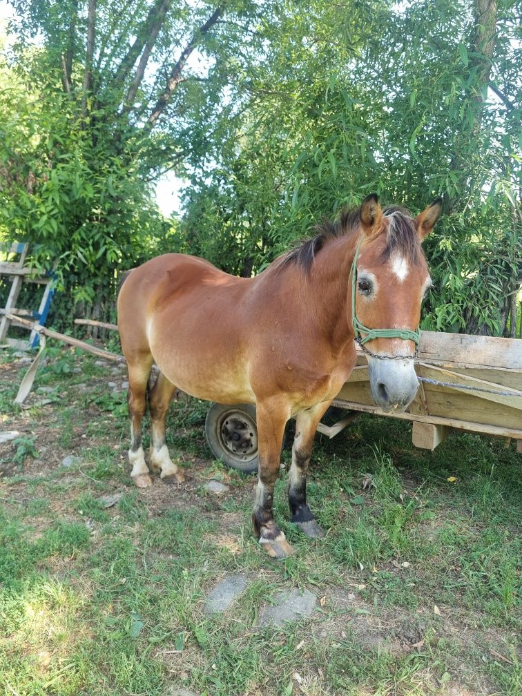 Vând cal bun de căruță