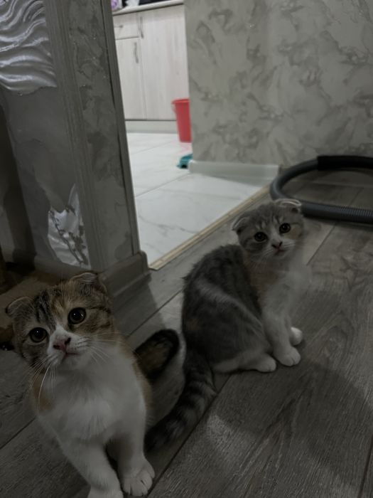 Продам шотландских котят