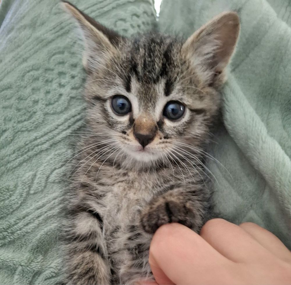 Котенок ищет дом