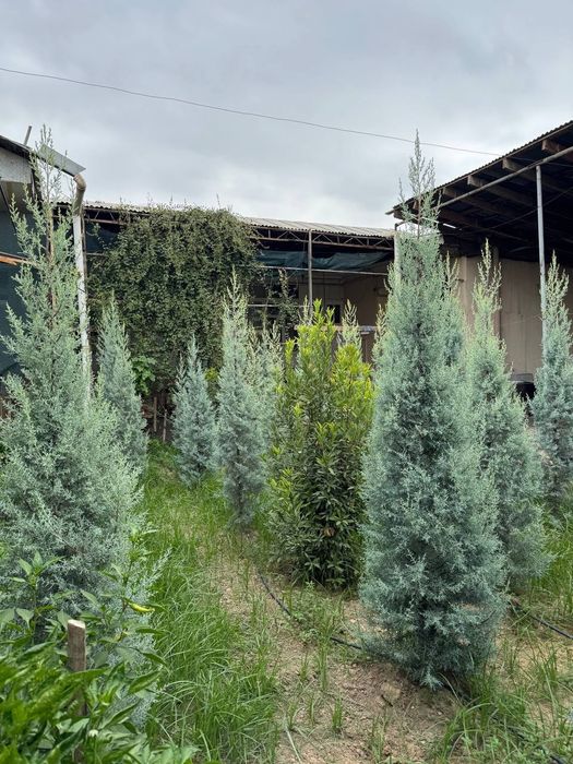 Kiparis Arizona archa голубой yel Arizonka giparis italiya