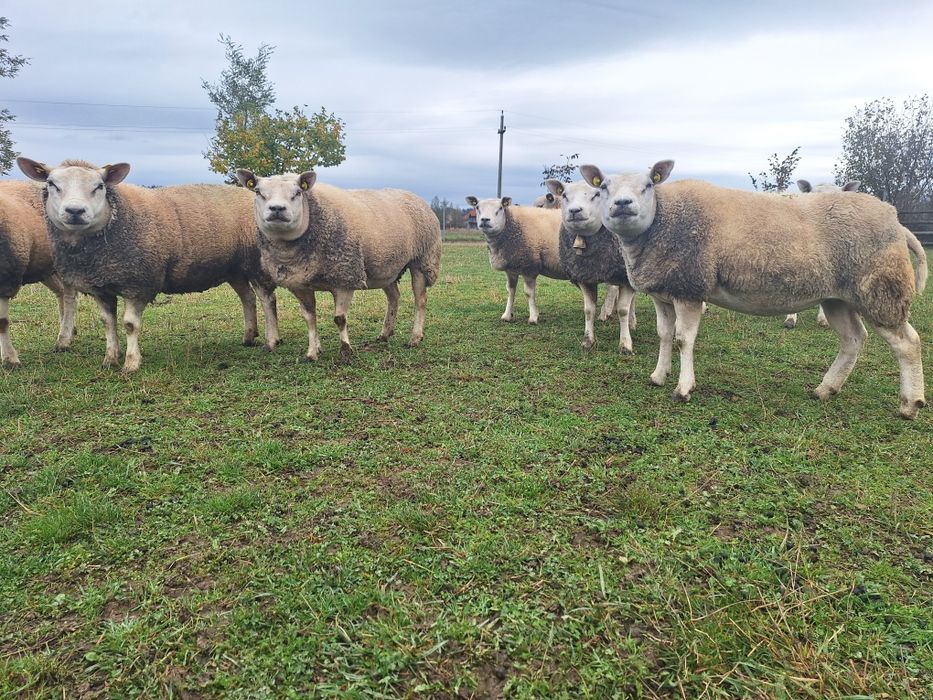 Oi texel de vanzare.