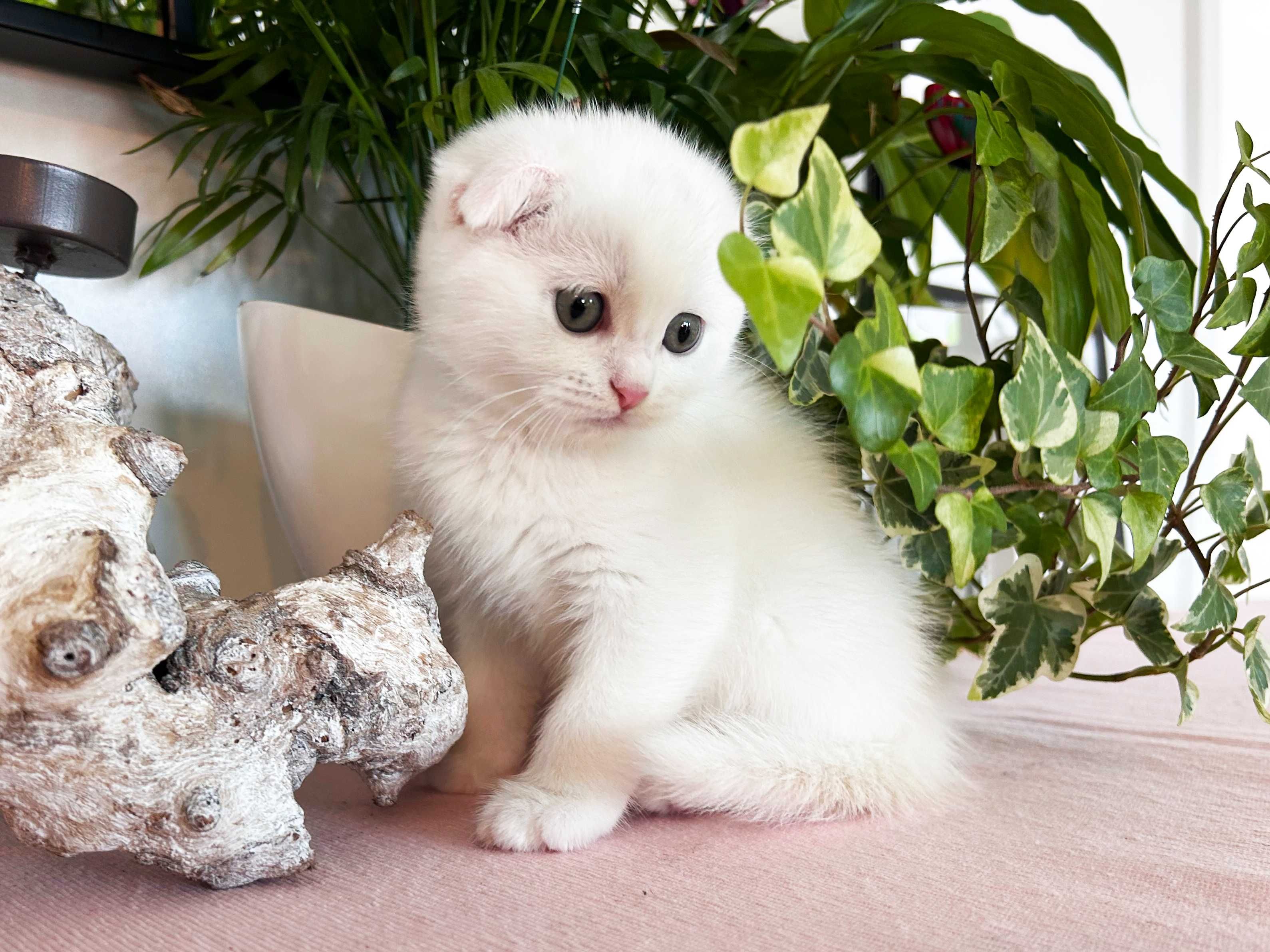 Pisoiaș alb, rasa Scottish Fold