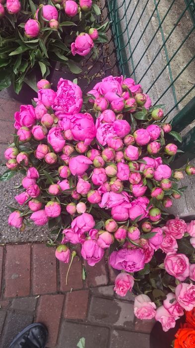 Rizomi Bujori(Peonie) Monsieur Jules Elie