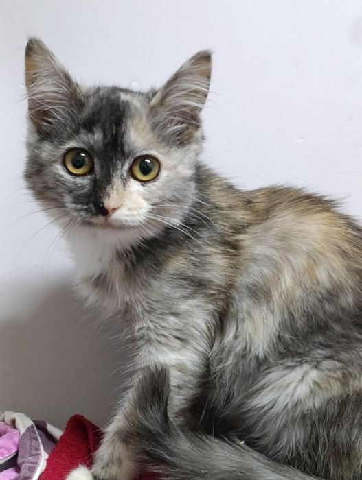 Котята ищут дом. Только в надёжные руки.