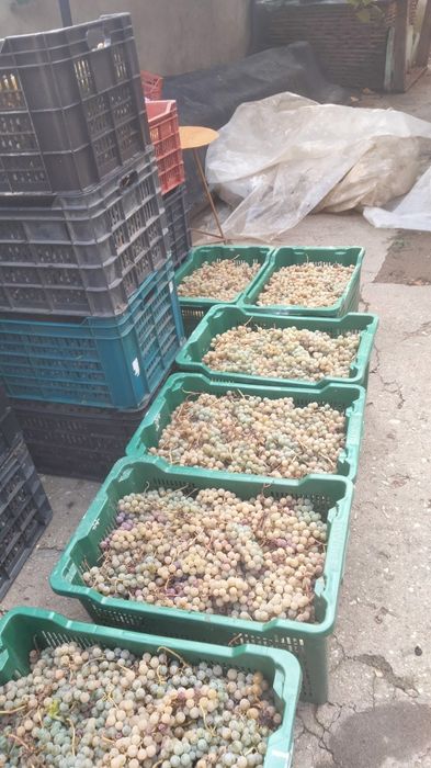 Struguri vin novă