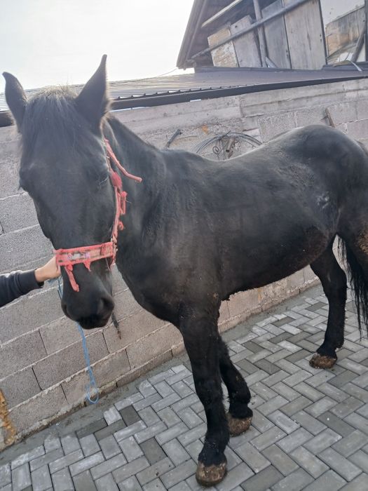 Cal de vânzare în vârstă de 3 ani