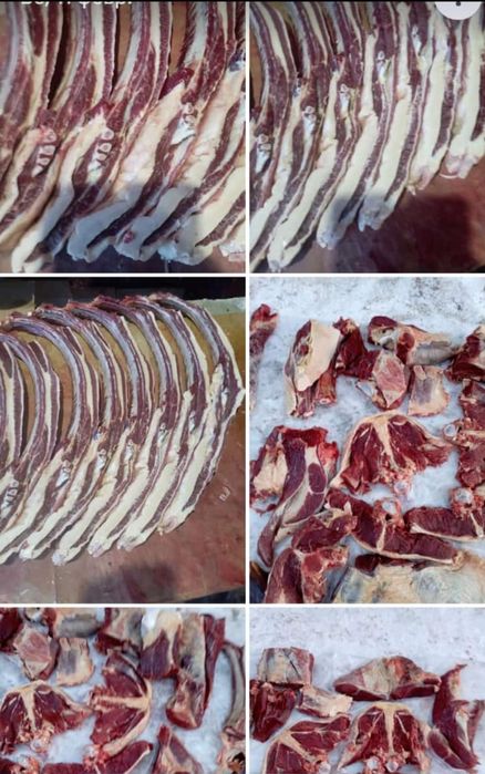 Продам жирный соғым разных возрастов