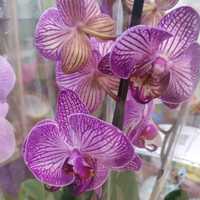 Орхидеи (фаленопсис)