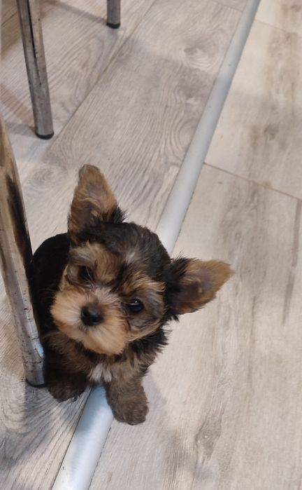 Йорки. Прекрасни представители на породата