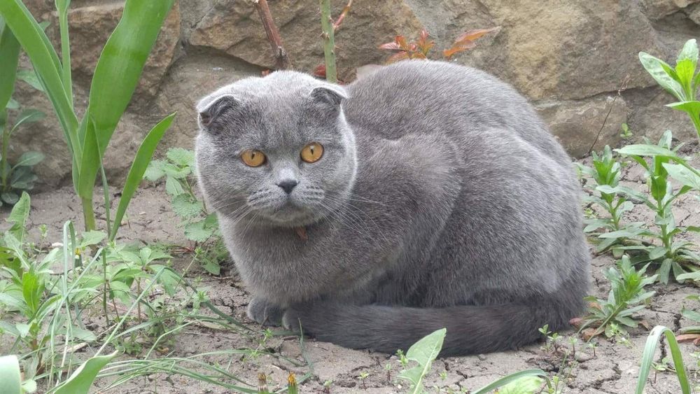Scottish fold blue.