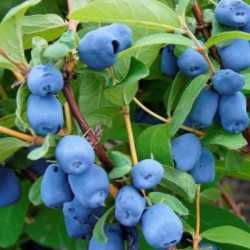 Afin siberan/Afin canadian/ Afin chandler. Livrare in toata tara