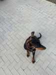 Cățelușa Doberman