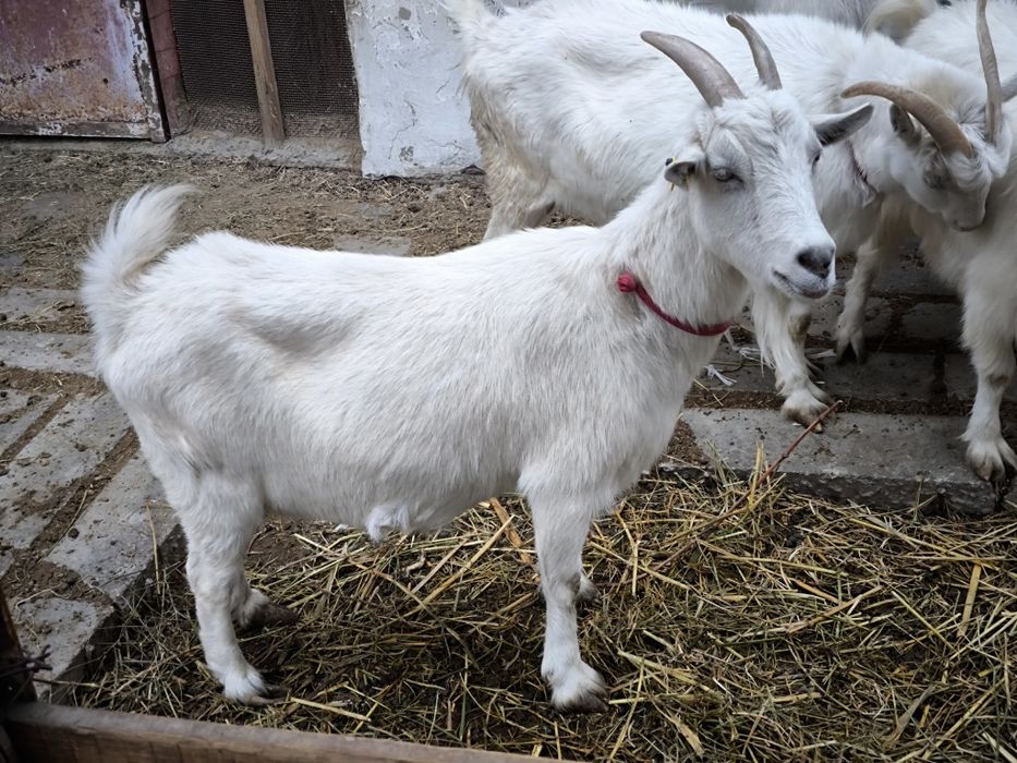 Орыс ешкиси сатылады