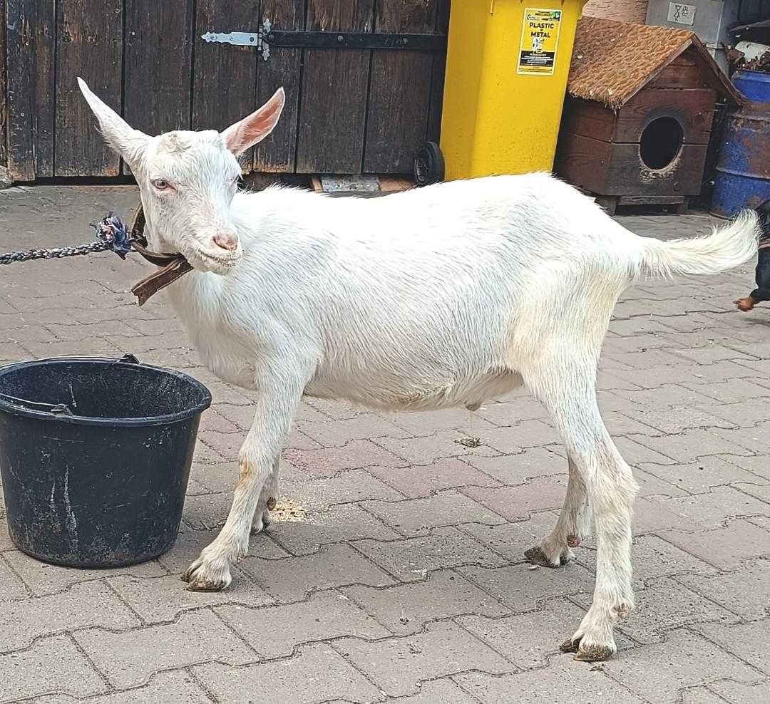 iezi saanen de vanzare
