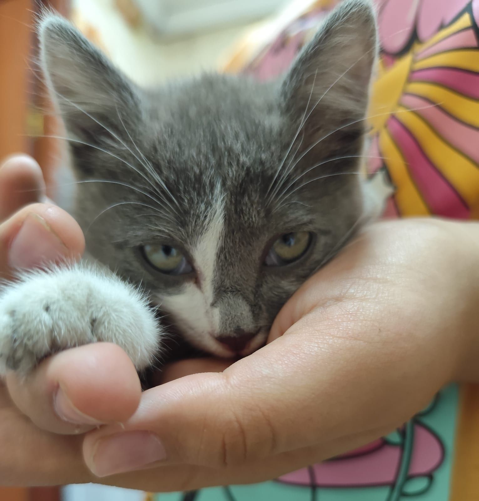 Котята даром, домашние