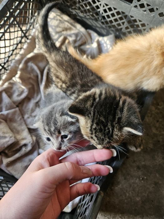 Отдам даром котят срочно