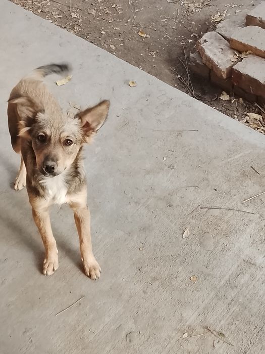 Отдаются щенки , в добрые руки с дальнейшим отслеживанием судьбы .