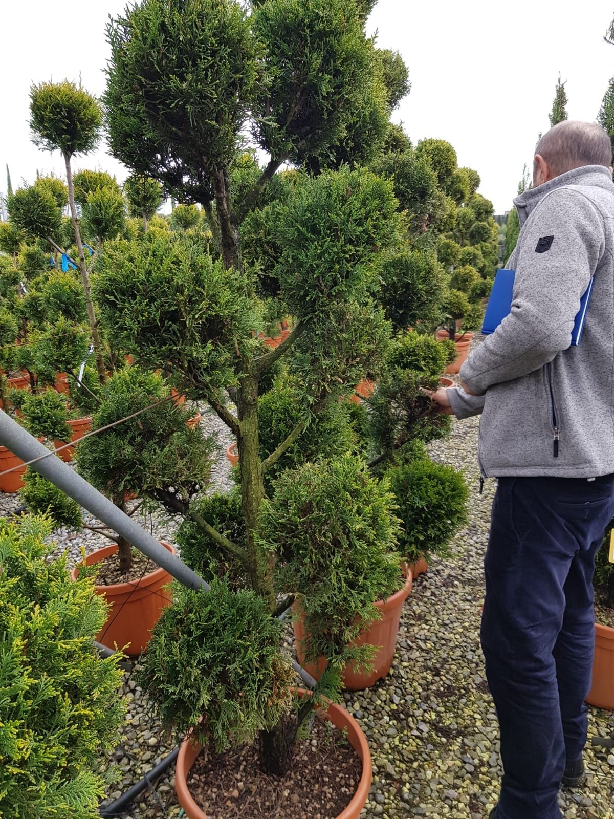 Vand tuia de tot felu se ofera livrare si plantare la cerere