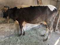Vand vaca de tinut sau de taiat
