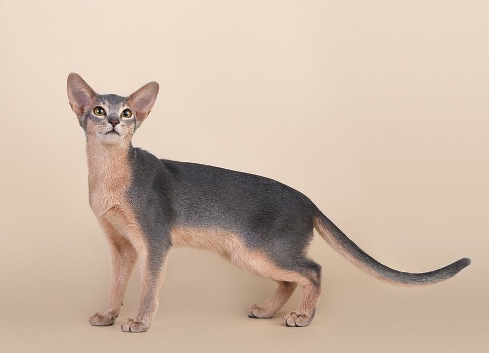 НЕЖНЫЙ- ГОЛУБОЙ- Аби котик! 2 мес