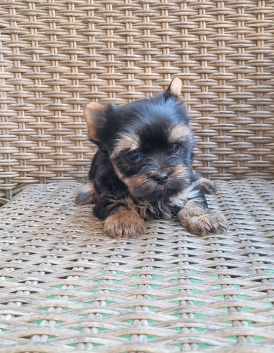 Йоркширски териер Бивър Blue Berry от родословни родители