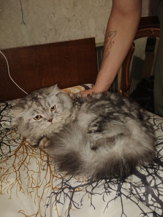 Персидский кот, не дорого в добрые руки