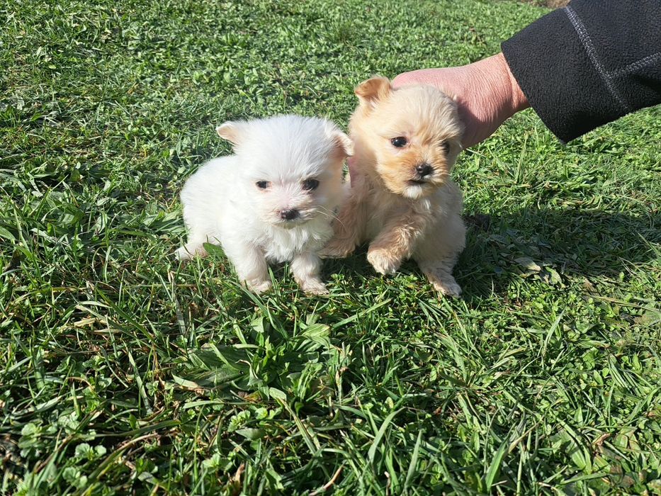 Bichon maltez miny spre adoptie