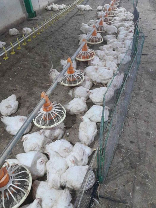 Пилета  бройлери