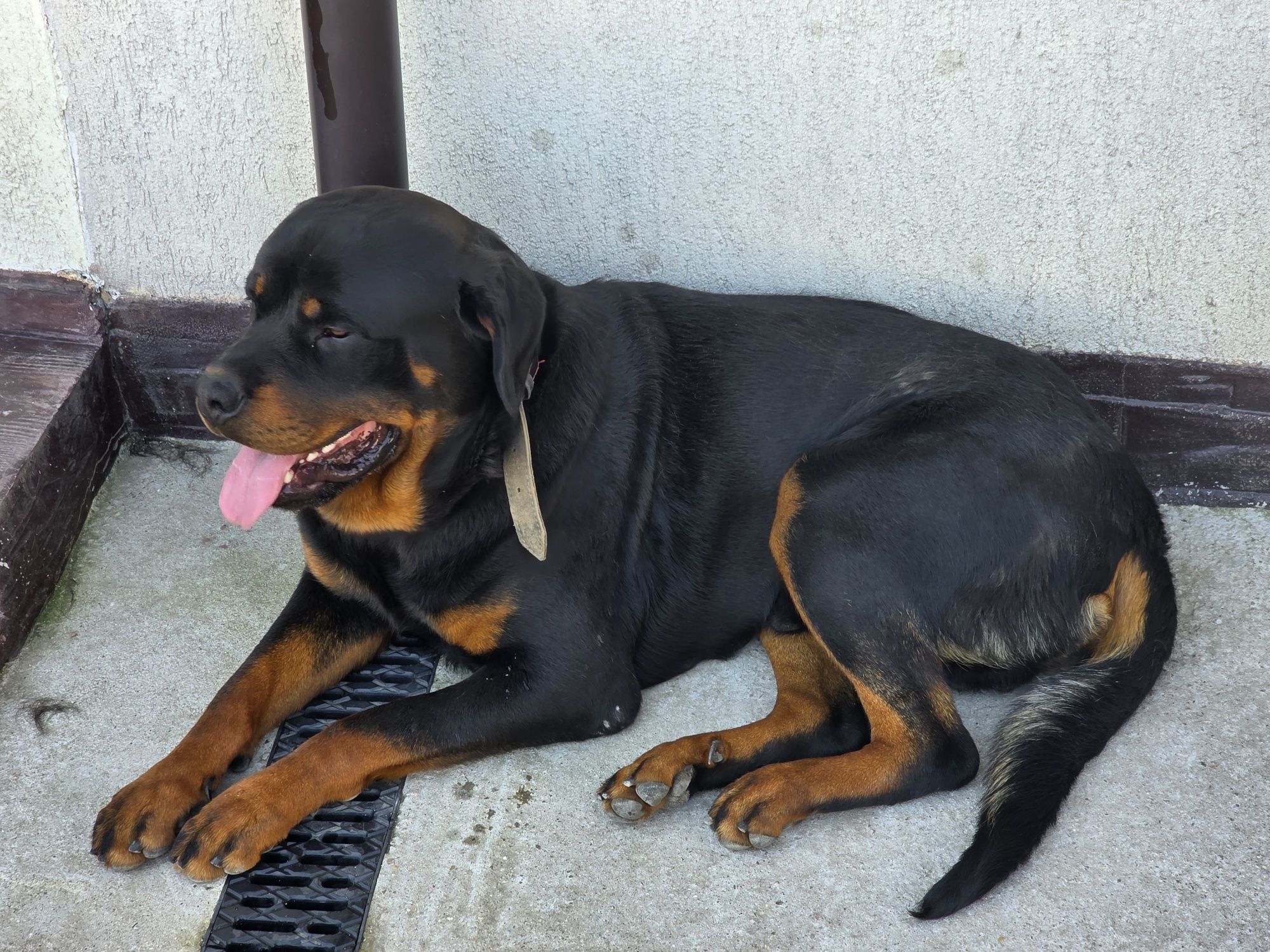 Mascul Rottweiler talie mare!