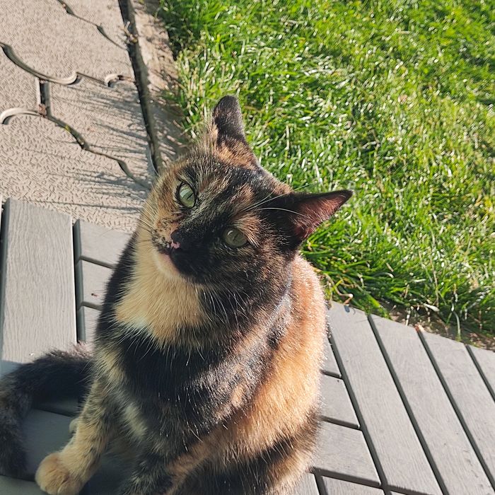 Кошка , Жулька, просто красавица, черепахового окраса