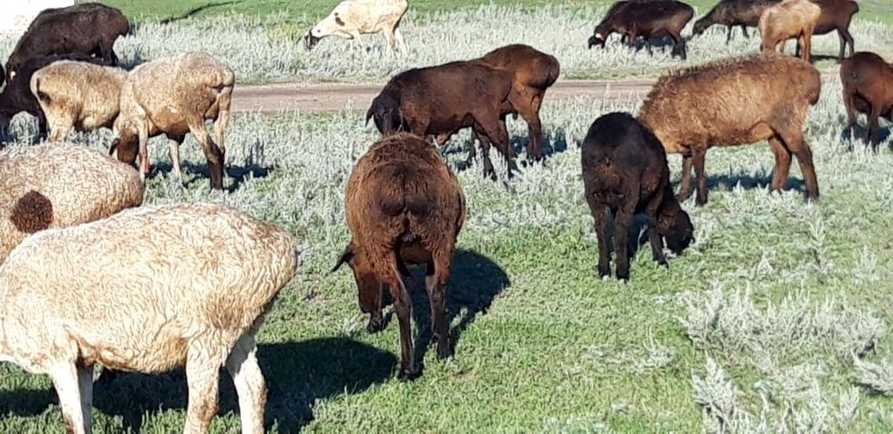 Овцематки овцы бараны токты на племя для разведения на развод