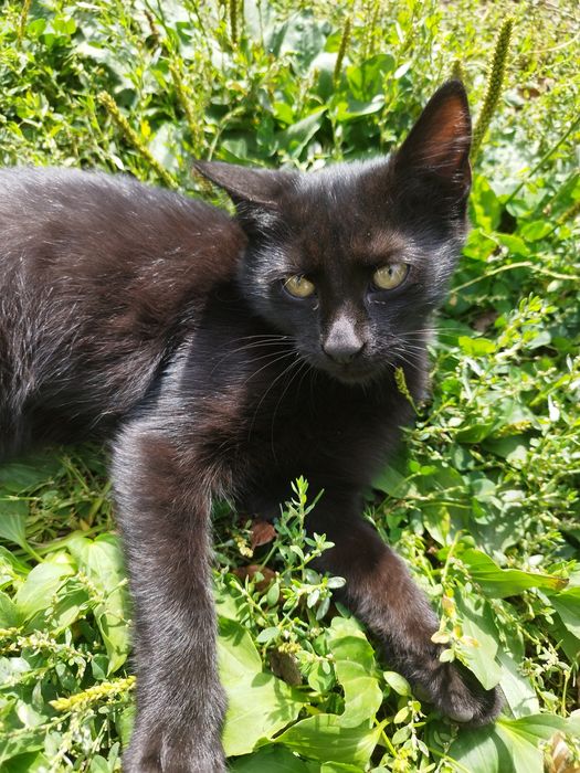 Pisoiaș pentru adopție!