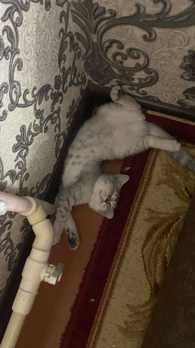 Мушук сотилади aqilli qiz bola qolga o'rgatilgan narxi описания bor