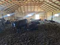 Vand 10 vaci Aberdeen Angus