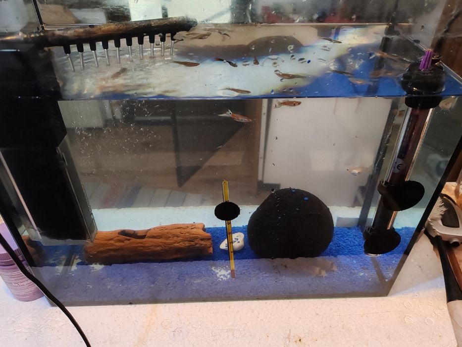 Peștișori de acvariu, Gupy